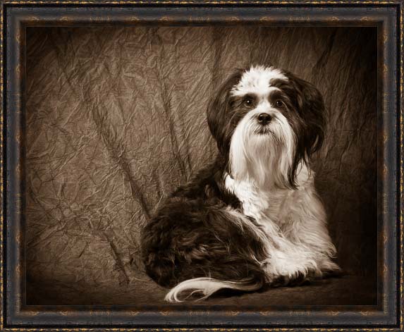 Oscar : Dog Portrait