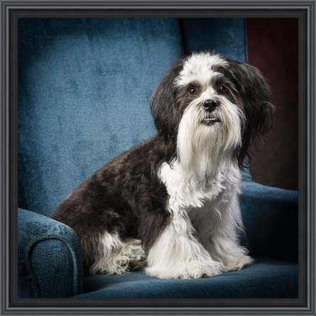 Oscar : Shichon (Shih tzu/Bijon Frise)